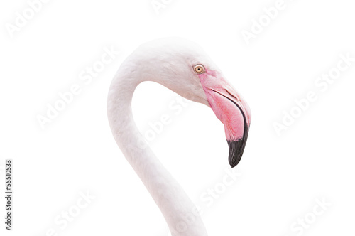 Head flamingo  isolated on white