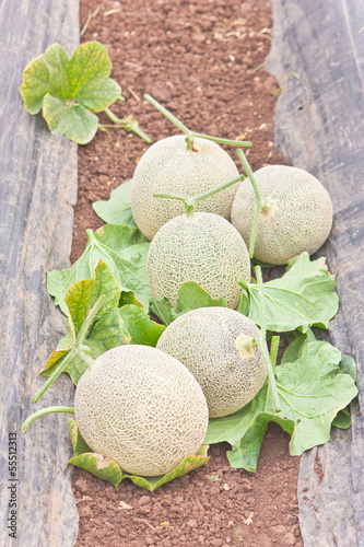 Stow of harvested Japanese musk melons in melon orchard