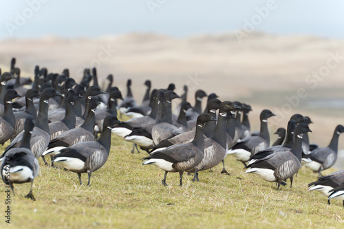 Foto Swarm Brent gooses
