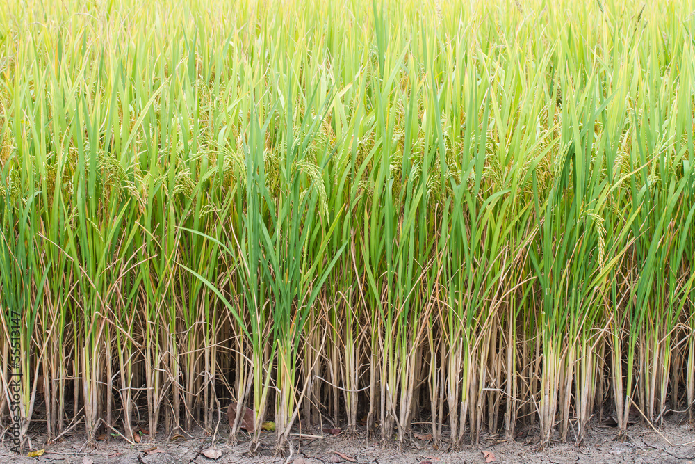 Fototapeta premium Rice in paddy