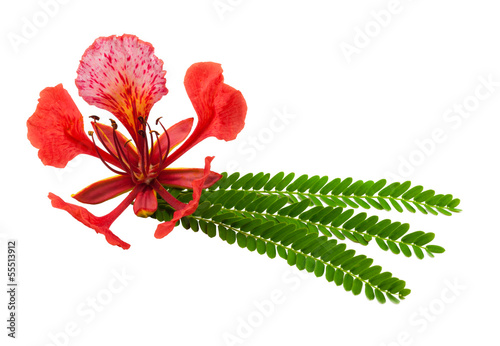 Fleur de flamboyant et sa feuille photo