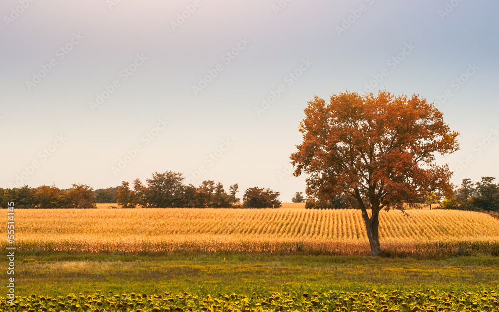 Fototapeta premium Autumn tree