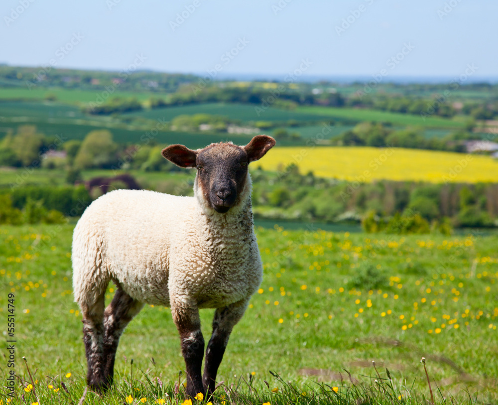 Fototapeta premium Lamb