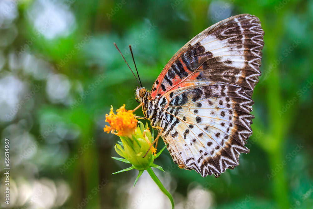 Naklejka Leopard lacewing butterfly feeding on cosmos flower
