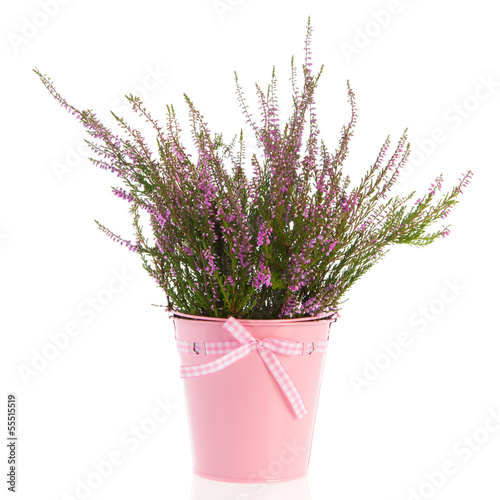 Heath in flower pot