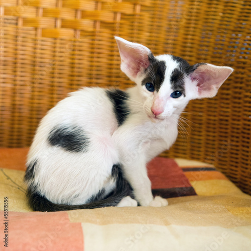Little black and white siamese kitten
