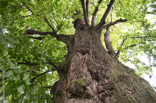 old basswood