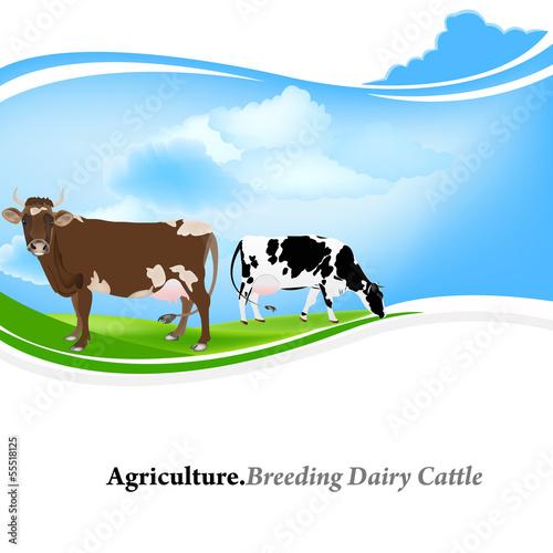 Farm animal,Agriculture.Breeding dairy Cattle.Vector background