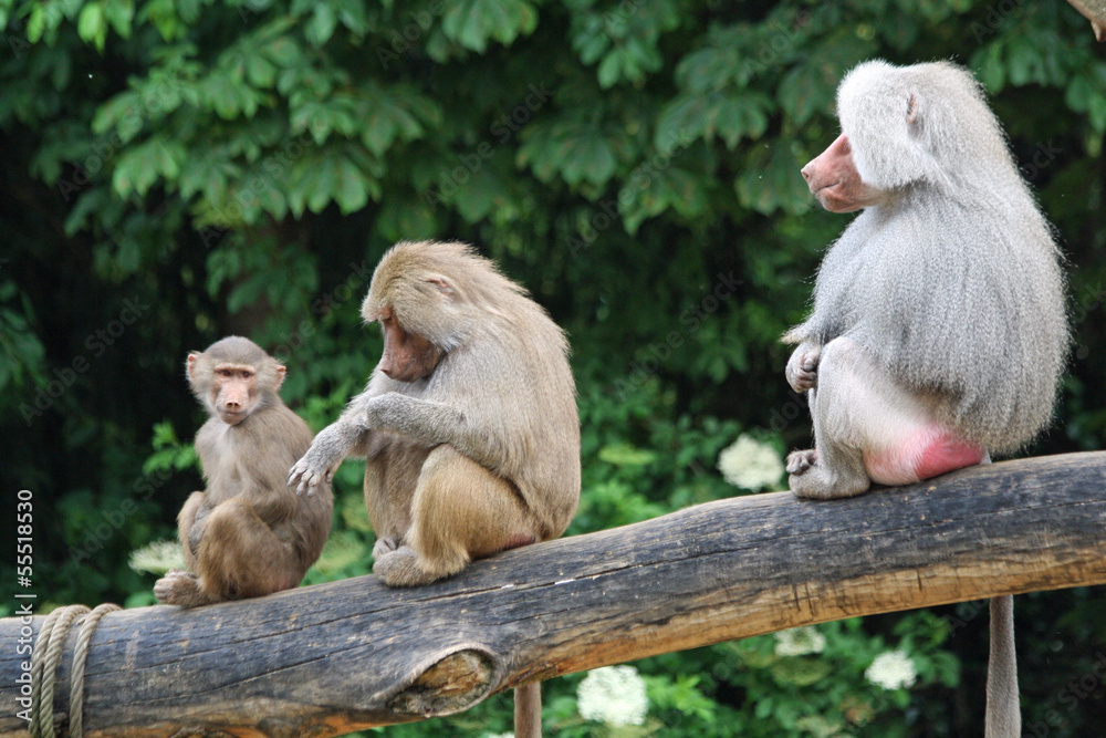 Naklejka premium TIERE_1245_Affe_Mantelpavian