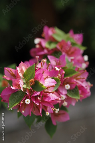 bougainvillea