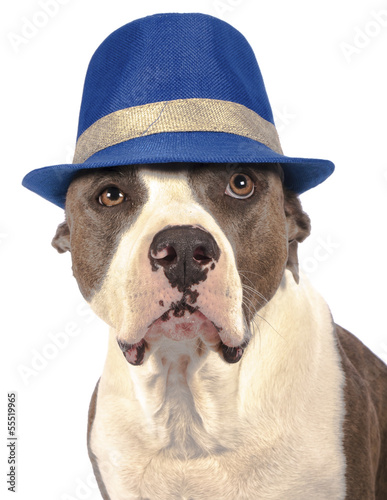 american staffordshire terrier with a hat