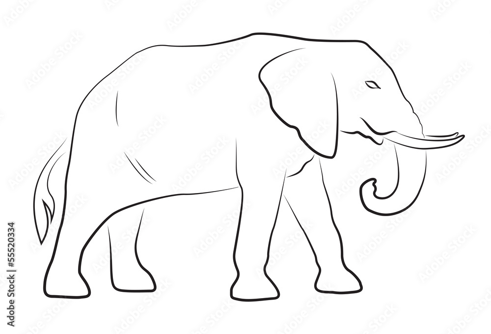 Elephant on white background Elephant on white background