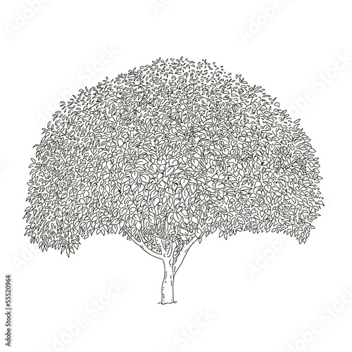 a clump of shrubs