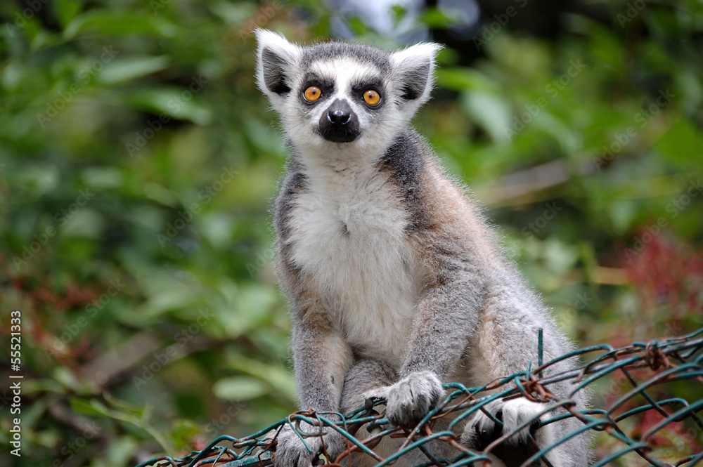 Fototapeta premium Lemur Catta close