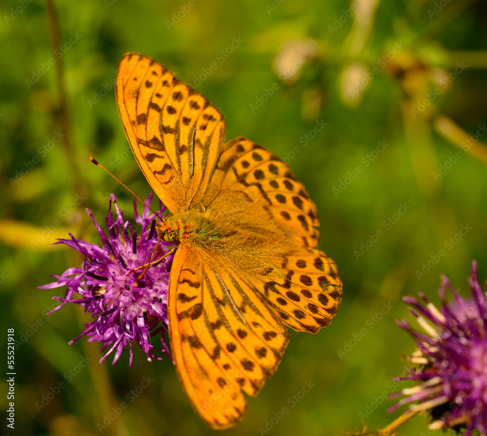 Fototapeta premium Piękny motyl na kwiatu zakończeniu