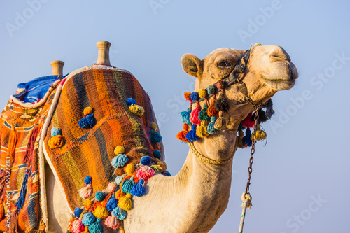 Obraz na płótnie The muzzle of the African camel