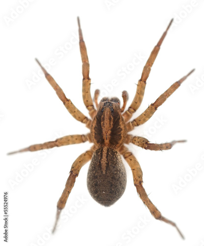 Live spider isolated on white background