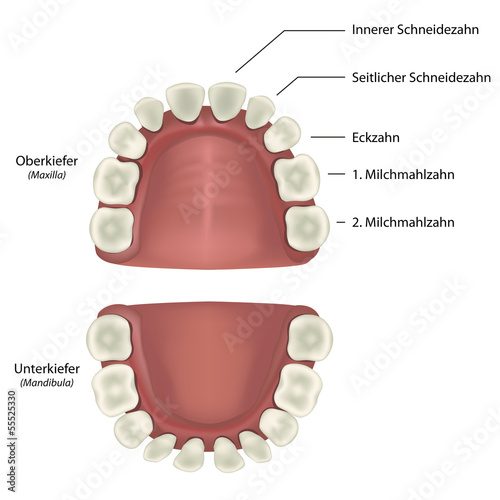 Aufbau der Milchzähne Beschreibung deutsch