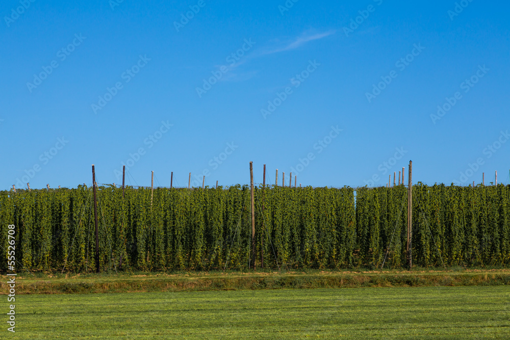 Obraz premium Hopfenfeld