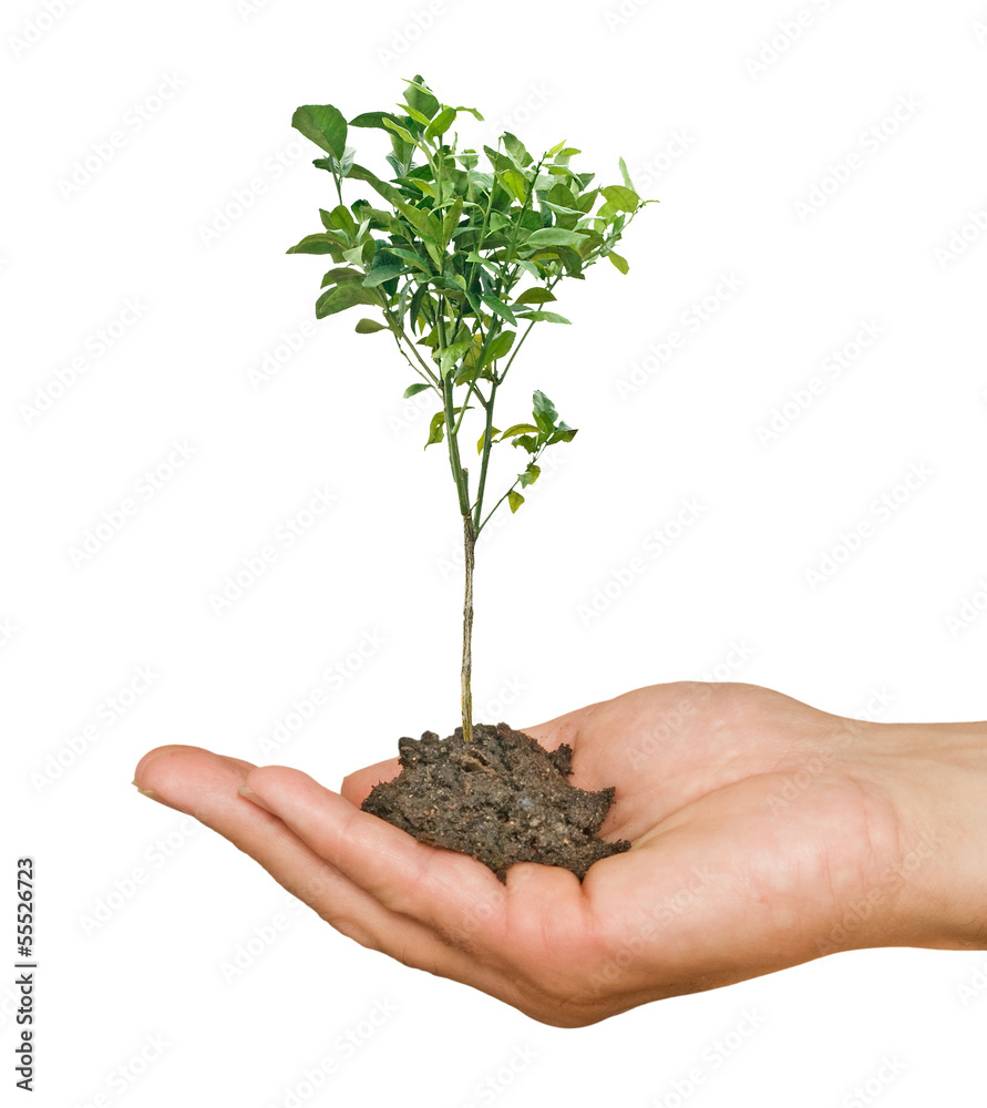 Orange tree in hands Orange tree in hands
