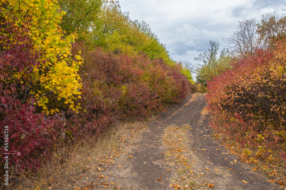 Naklejka premium Pathway in the forest