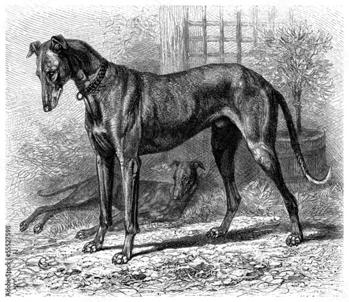 Obraz na płótnie Greyhound - Levrier - Windhund