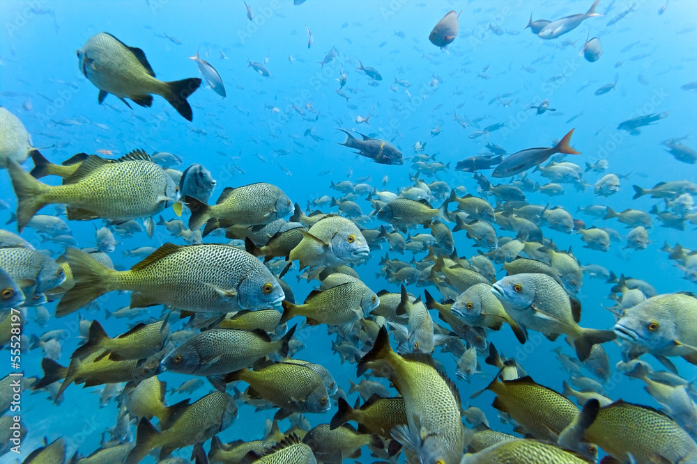 Shoal of Yellowtail Grunt on the blue background