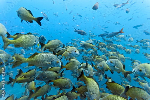 Obraz na płótnie Shoal of Yellowtail Grunt on the blue background w salonie