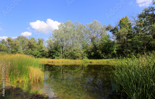 summer scene on lake