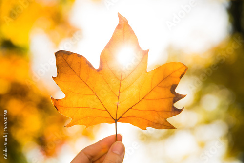 autumn lead with light