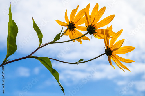 Fototapeta Naklejka Na Ścianę i Meble -  Jerusalem artichokes flowers above cloudy sky