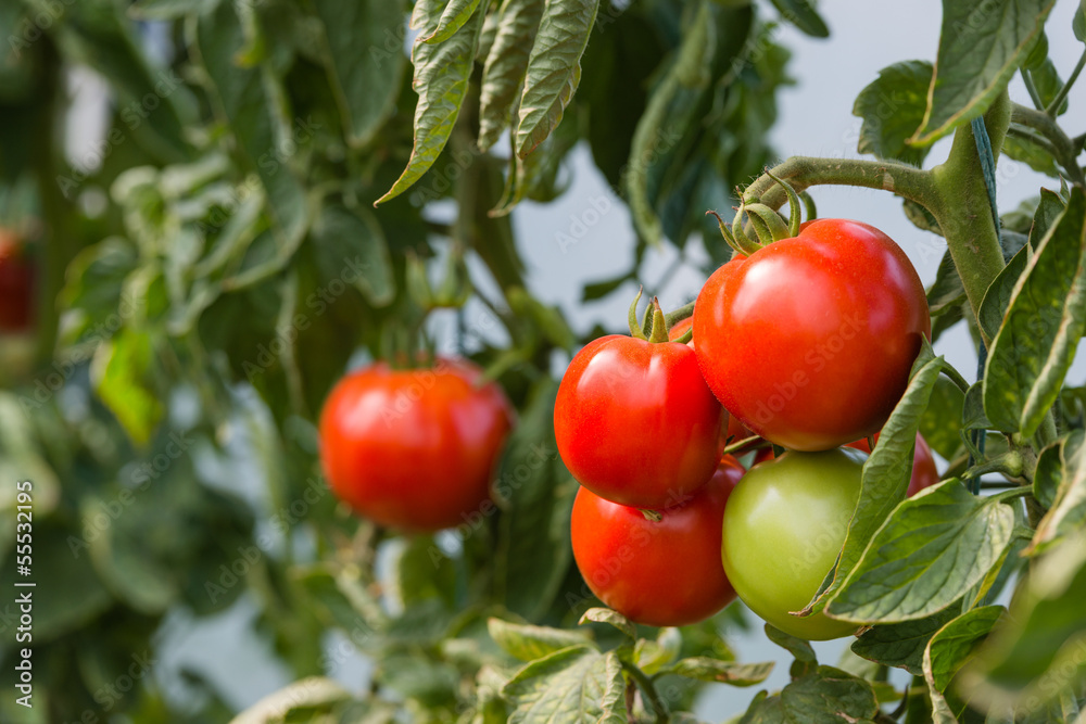 RIpe tomatoes