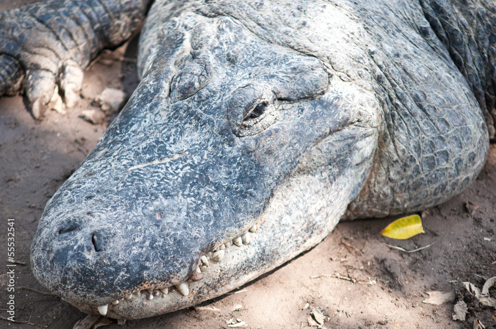 Obraz premium Caiman latirostris