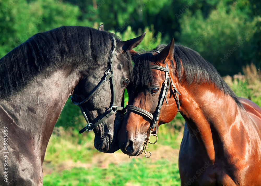 Obraz couple of Trakehner stallions