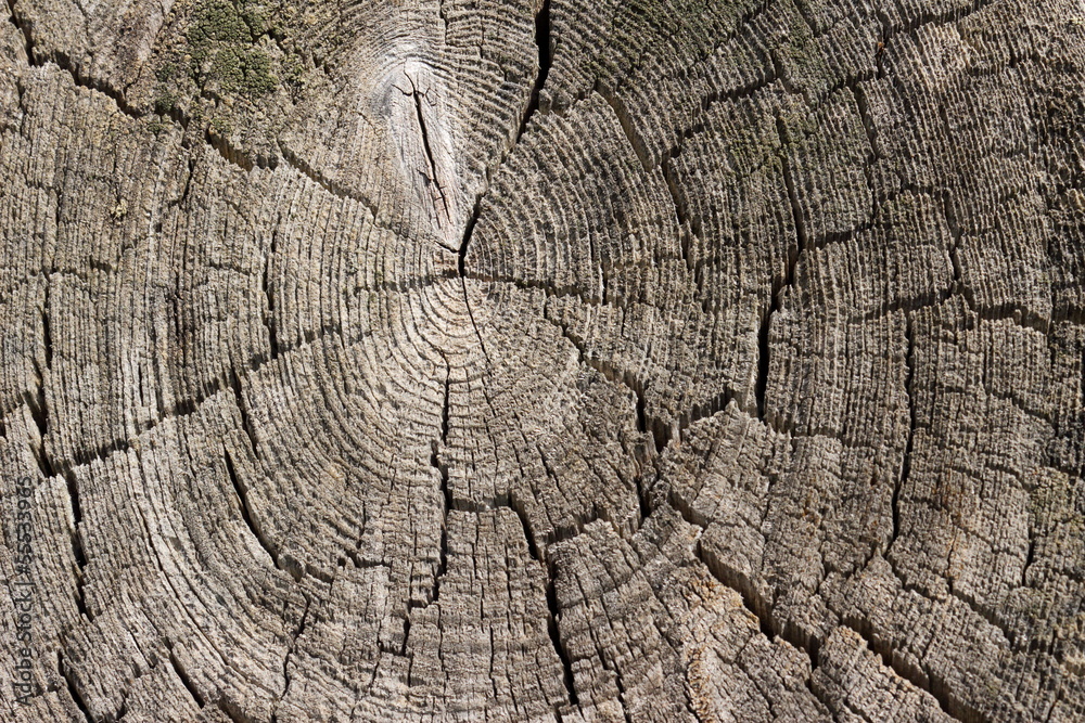 Radial cracks of sawed wood texture