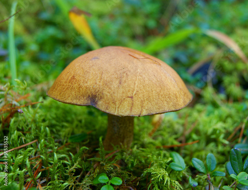 Edible mushroom in wood
