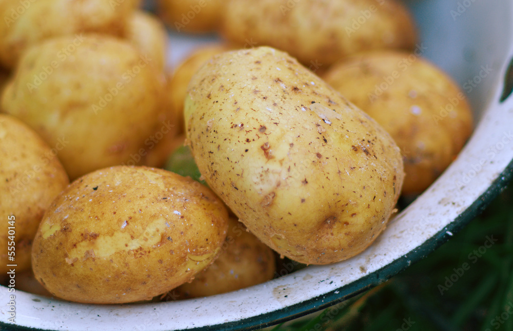 fresh tasty new potatoes. fresh tasty new potatoes.