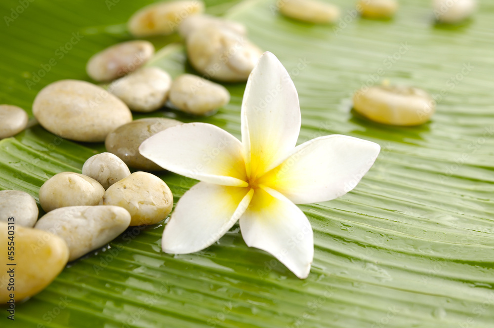 White frangipani and pile of stones on banana leaf