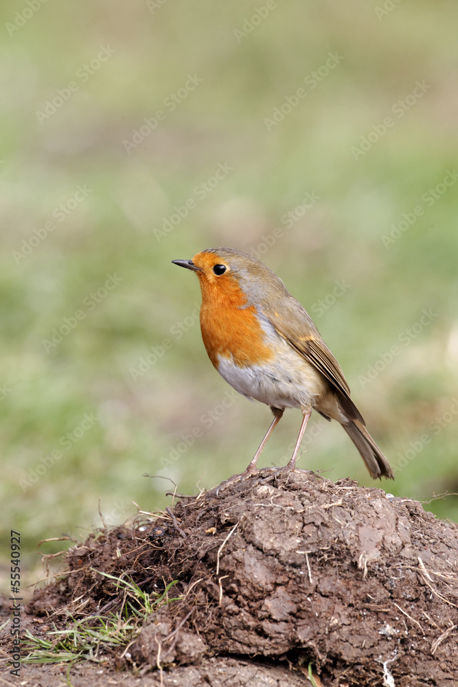 Robin, Erithacus rubecula Robin, Erithacus rubecula