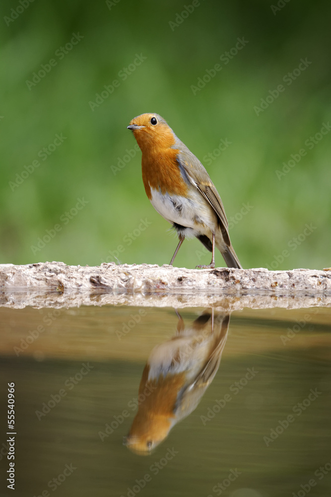 Fototapeta premium Robin, Erithacus rubecula