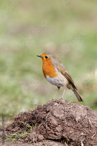 Robin, Erithacus rubecula © Erni
