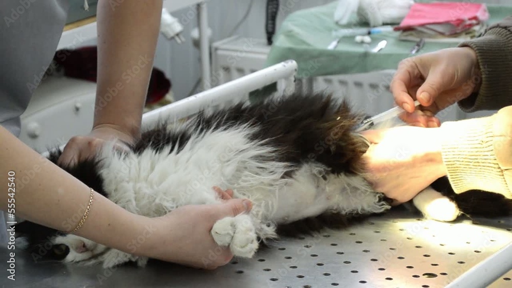 intramuscular injection to a cat in a veterinary clinic Stock Video