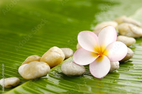 Plumeria and set of pile of stone on banana leaf