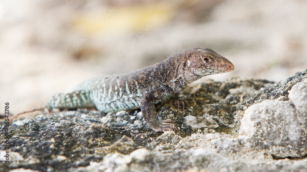Wild water monitor (Varanus salvator) Wild water monitor (Varanus salvator)