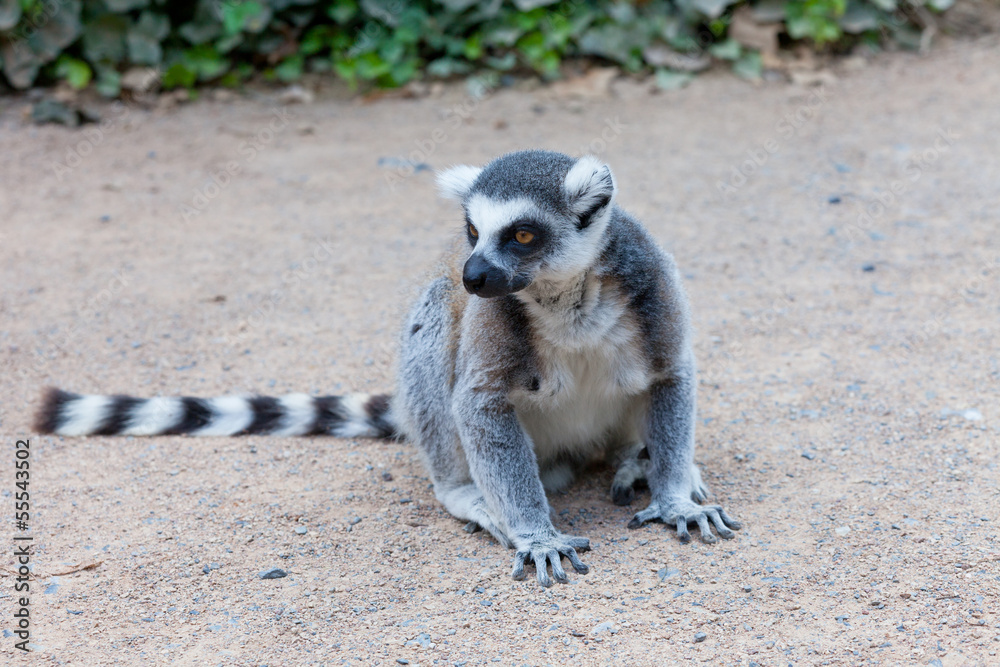 Obraz premium lemur sits on the earth