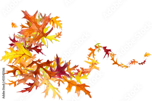 Swirl of falling autumn oak leaves isolated on white