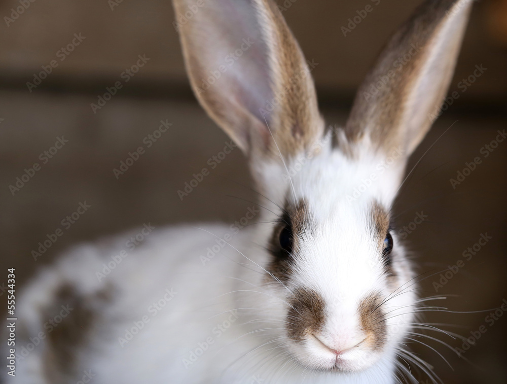 White rabbit with blask spots. White rabbit with blask spots.
