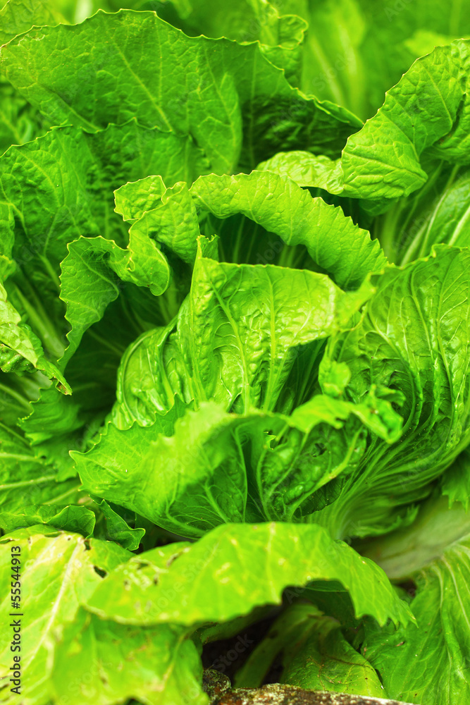 Fototapeta premium chinese cabbage