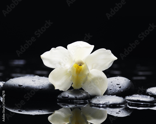 white orchid on pebble reflection