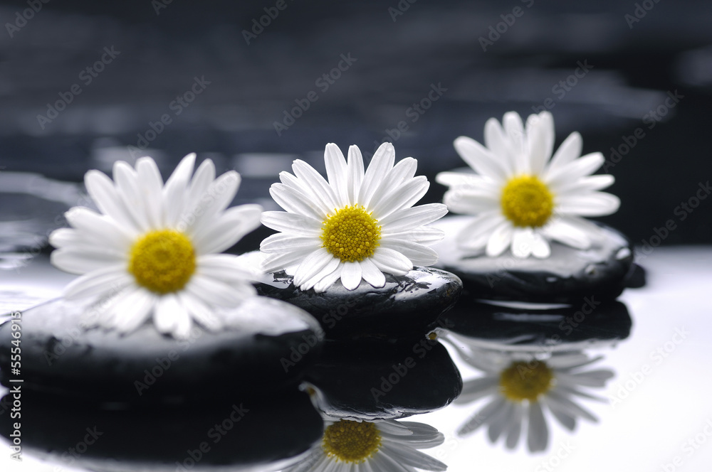 Row of daisy with zen stones reflection - obrazy, fototapety, plakaty 